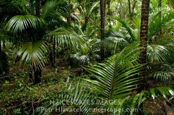 Forest interior of Nikau Palm Grove at Kohaihai - Kahurangi National Park, West Coast, New Zealand