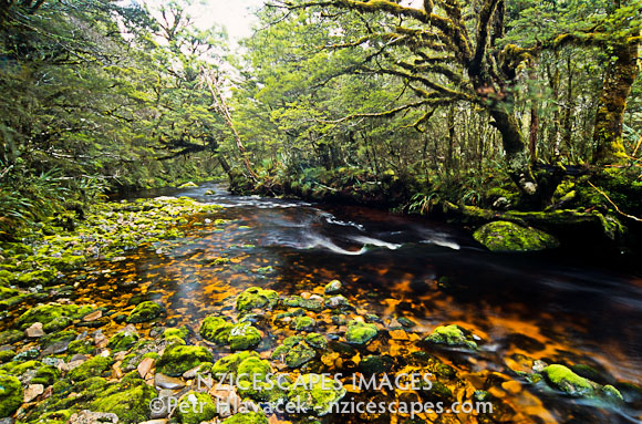 Saxon River on Heaphy Track - Kahurangi National Park, Nelson Region, New Zealand
