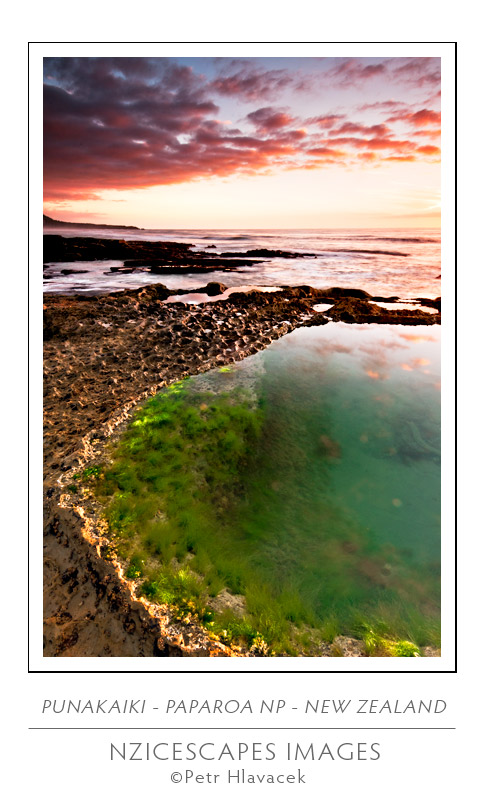 Seewed in limestone pool at sunset in Punakaiki, Paparoa National Park, West Coast, New Zealand