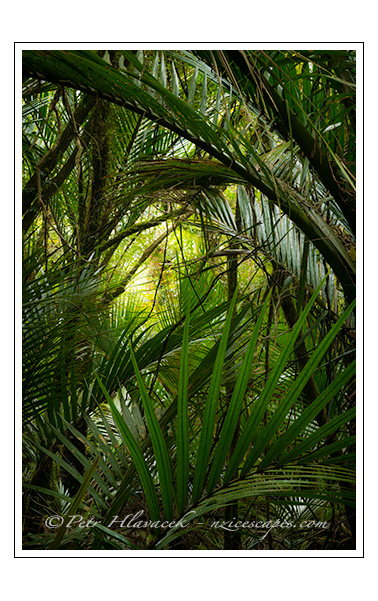 Nikau palms in Punakaiki, Paparoa National Park, West Coast, New Zealand
