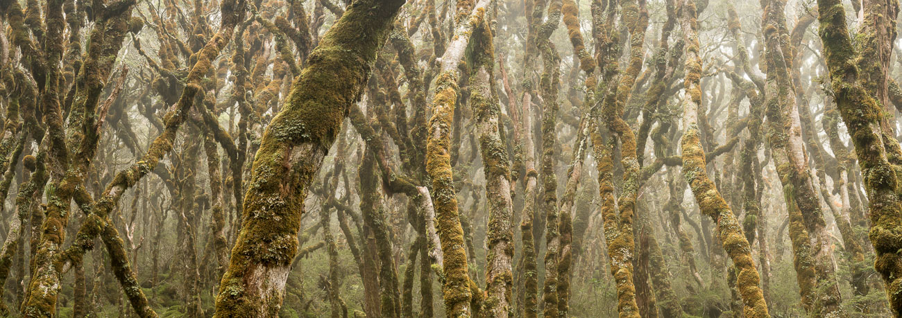 Beech Forest in Fiordland
