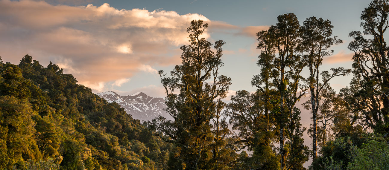 South Westland Forest at Sunset