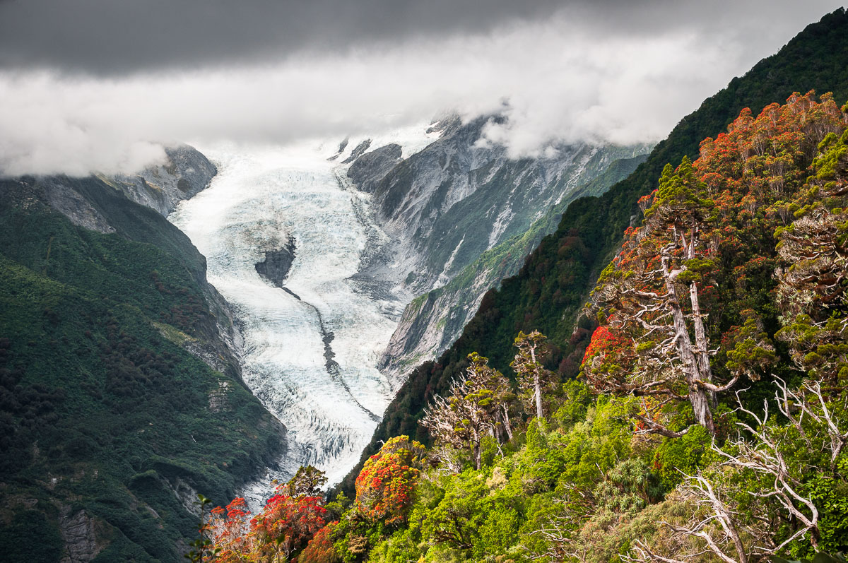 Franz Josef Glacier with Southern Rata