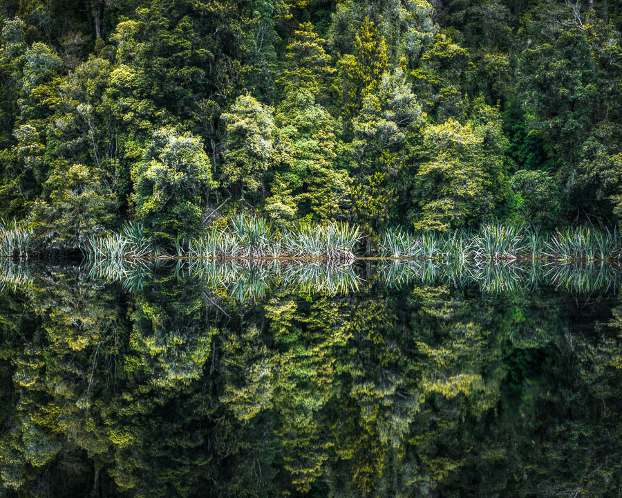 Rainforest at Lake Matheson