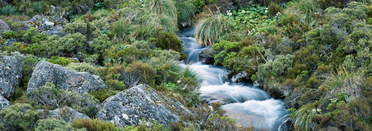 Alpine Garden with Stream
