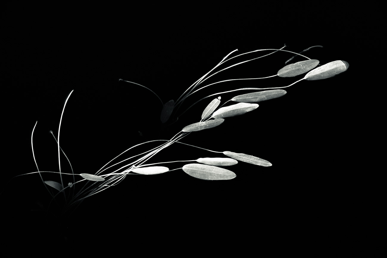 Lake Mahinapua Lily B&W