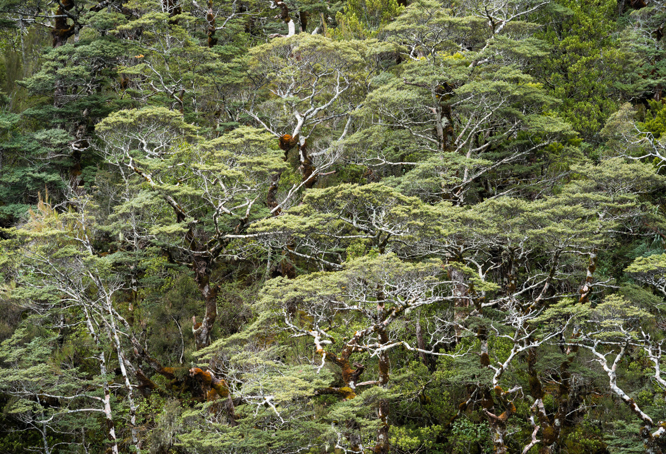 Beech Trees in Arthurs Pass