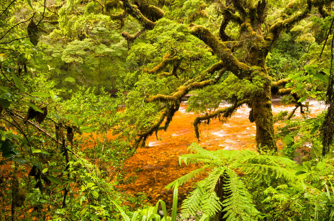 Oparara Rainforest