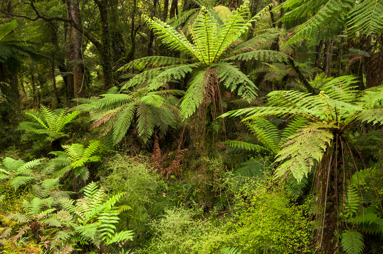 Westland Rainforest