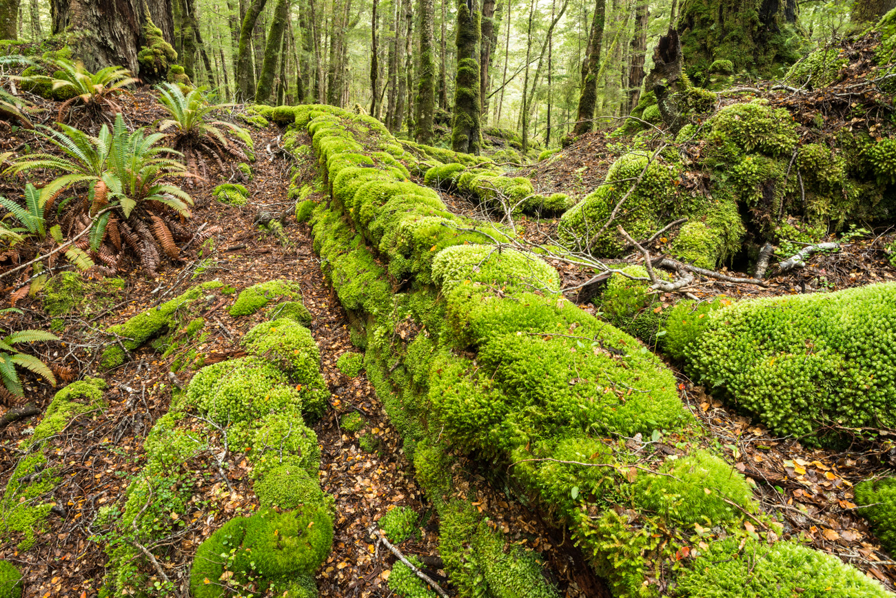Fiordland Rainforest