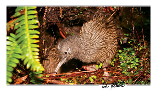 Okarito Brown Kiwi