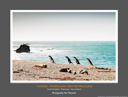 Tawaki - Fiordland Crested Penguins