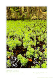 Giant Moss