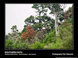 Southern Rata