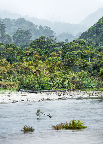 Kohaihai River with native forest