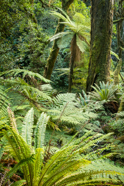 Native Forest in Te Urewera