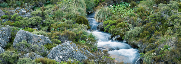 Alpine Garden with Stream